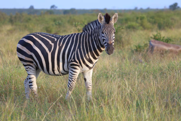 istock Steppenzebra / Burchell's zebra / Equus quagga burchellii 2192955424