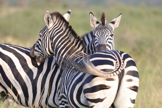 istock Steppenzebra / Burchell's zebra / Equus quagga burchellii 2192955529