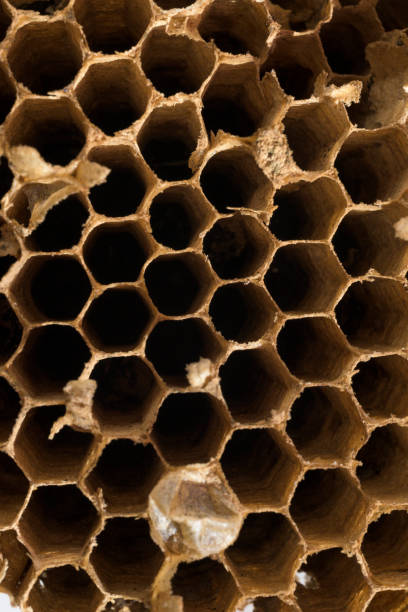 istock Old dry honeycomb panel made of wax without bees, honey or pollen due to climate change 2192955687
