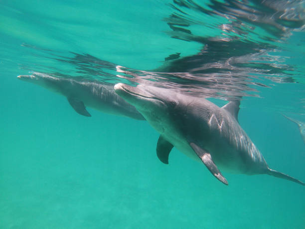 istock Wild bottle-nosed dolphins in the sea 2192957277