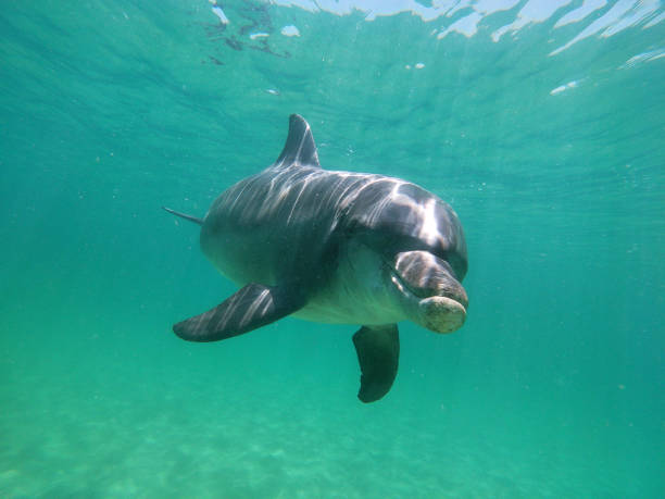 istock Wild bottle-nosed dolphins in the sea 2192957375