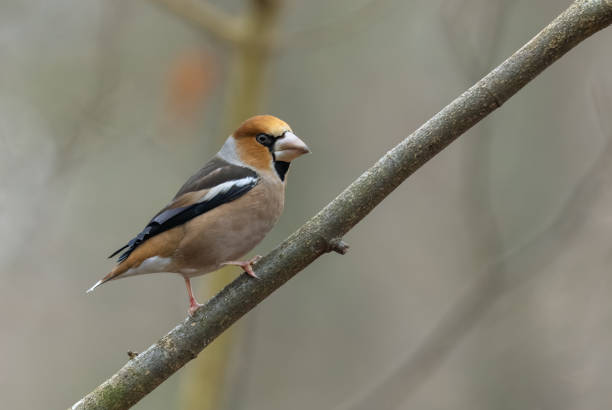 Beautiful male hawfinch (Coccothraustes coccothraustes) perching on a branchlet.