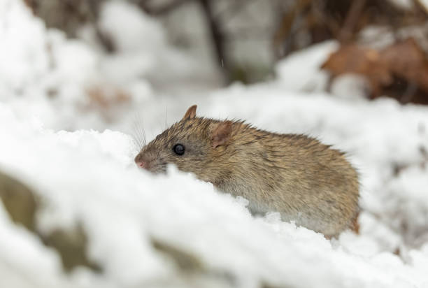 istock Brown rat (Rattus norvegicus), also known as the common rat in winter. 2192957647