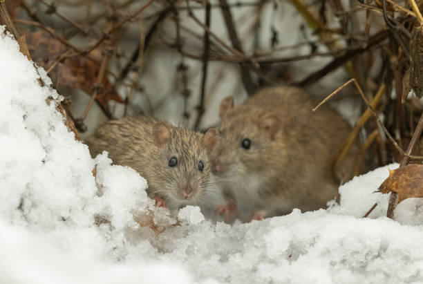 istock Two brown rats (Rattus norvegicus), also known as the common rat, in winter. 2192957682