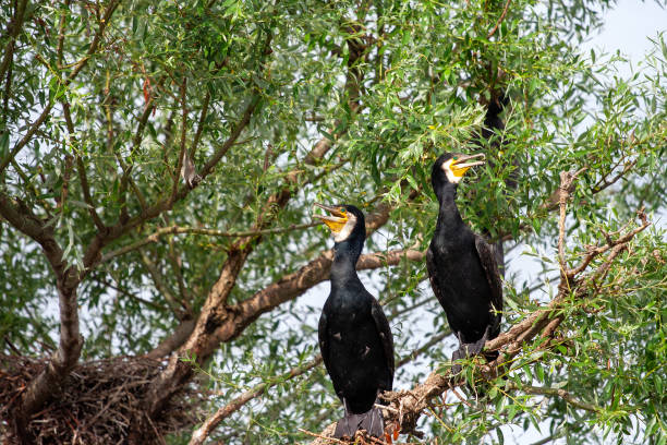 Two cormorants stand on a tree in Lake Kerkini. The cormorant (from Latin Phalacrocorax) is a medium-sized to large feathered bird of the order Pelicanidae.