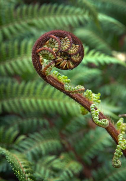 istock Close-up of a fern 2192958676