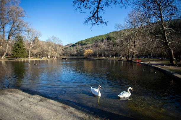 Lake in autumn with two swans. Sunny and peaceful scene.