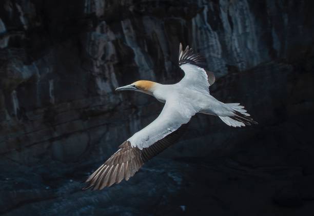 istock Seagulls at Muriwai Beach 2192958854