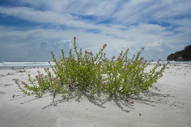 istock Dune landscape at coast Northland 2192958931