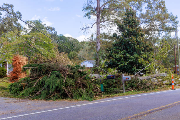 istock In stormy hurricanes, strong winds uproot trees and cause damage to all nearby a objects 2192960313