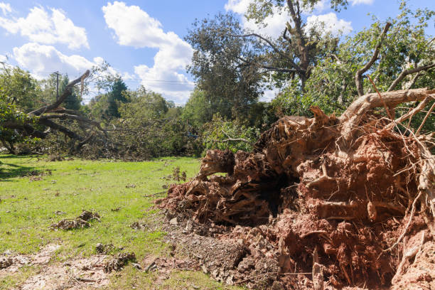 istock Tree at ground is uprooted when a stormy hurricane occurs, causing extensive damage to everything in its vicinity 2192960333