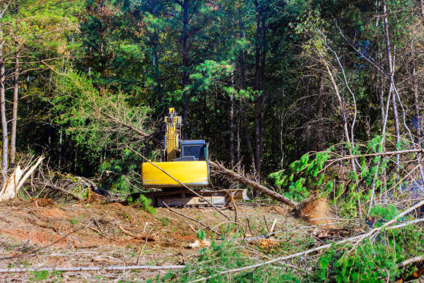 istock When preparing land for construction, a contractor uses an excavator to uproot trees 2192960481