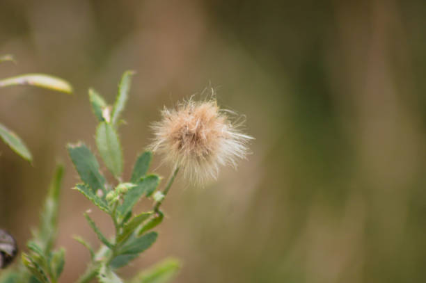 Close-up of fluffy creeping thistle seed with green blurred background