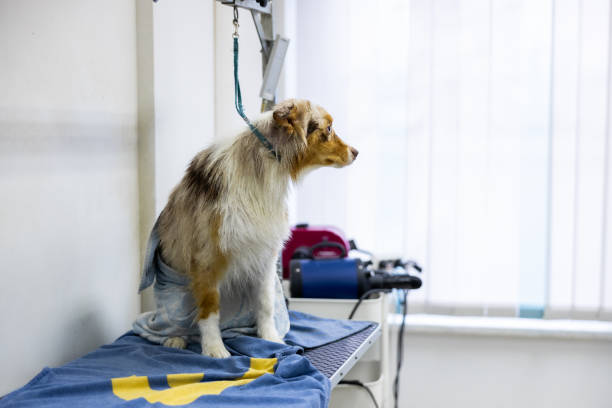 istock Australian shepherd red merle and pet groomer 2192961245