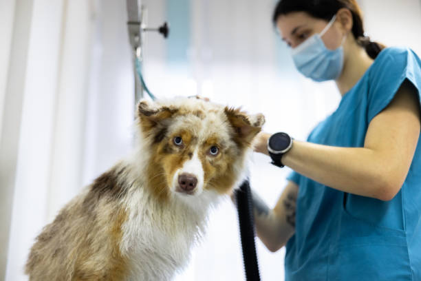 istock Australian shepherd red merle and pet groomer 2192961308