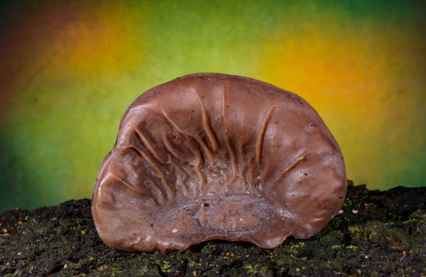 istock Auricularia auricula-judae - saprophytic fungus growing on an old tree stump, Odessa 2192961404