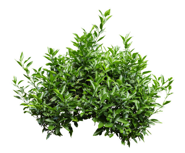 istock Tropical plant fence bush green shrub tree isolated on white background with clipping path. 2192962549