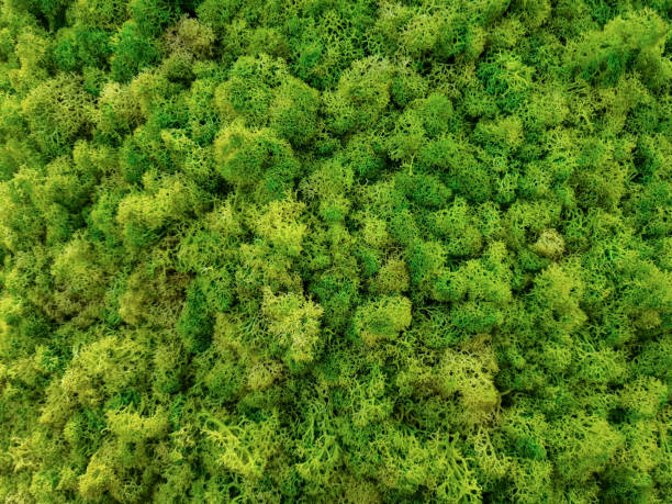 istock Artificial green grass and plant texture background. 2192963110