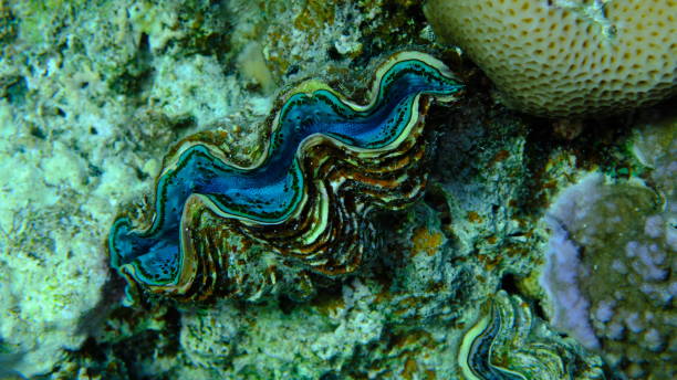 istock Maxima clam or small giant clam (Tridacna maxima) undersea 2192963224
