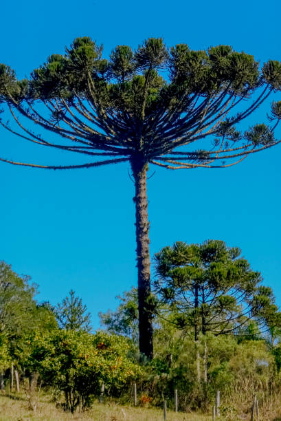istock pine tree or Araucaria angustifolia 2192963252