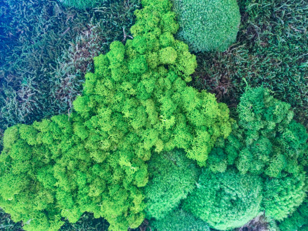 istock Artificial green grass and plant texture background. 2192963422