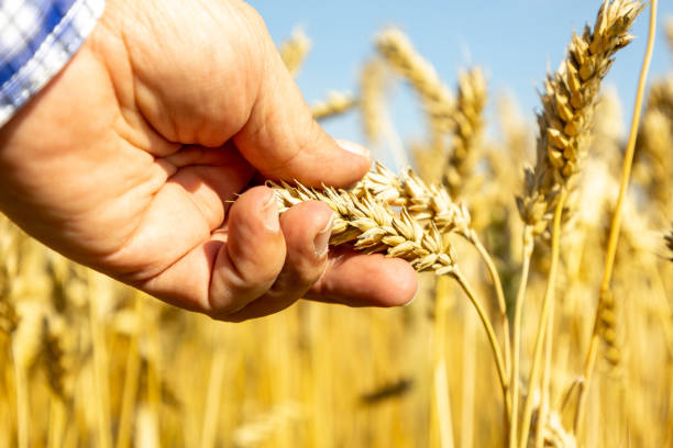 istock Farmer inspects golden wheat stalks in expansive fields under a clear blue sky during harvest season 2192965270