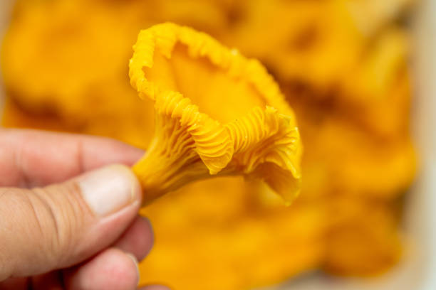 A hand holds a vibrant chanterelle mushroom showcasing its distinctive shape and color amidst a background of more mushrooms ready for cooking in a cozy kitchen.