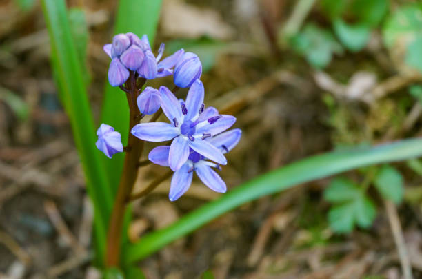 Scilla bifolia or Alpine squill or two-leaf squill bright blue bell. Close-up scilla bifolia blooming.Joyful mood when spring flowers wakes up. Flower landscape for nature wallpaper. Selective focus