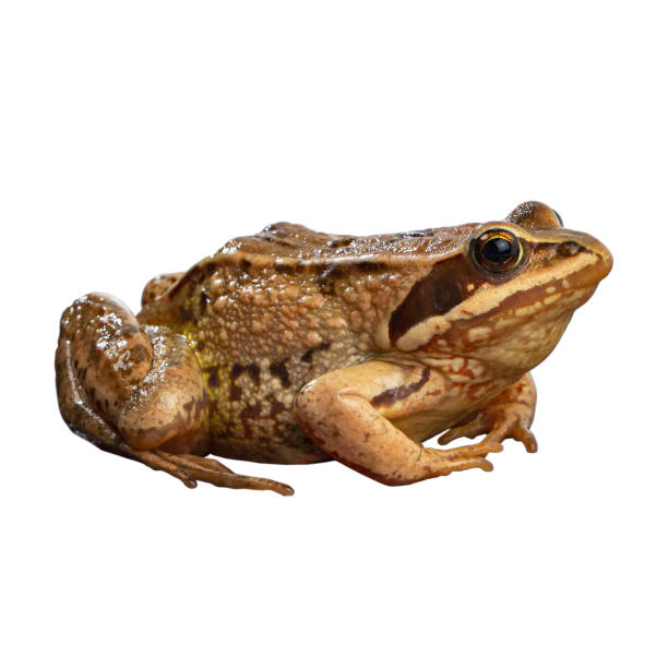 istock Brown frog resting calmly on a smooth surface with a detailed texture and vibrant colors in a natural environment 2192965563