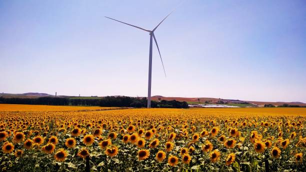 istock Sunflower field with wind turbine 2192966046