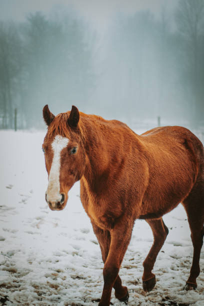 Rich brown horse alone in a field on a foggy winter day