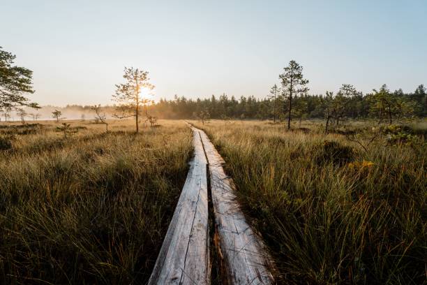 istock Boardwalk through misty marshland at sunrise 2192968334