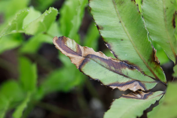 Green fern on brown foliage in early spring