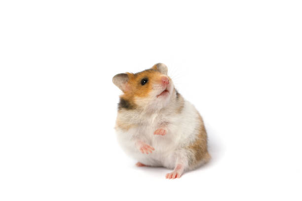 On a gray background Cute, brown Syrian Hamster, pets.