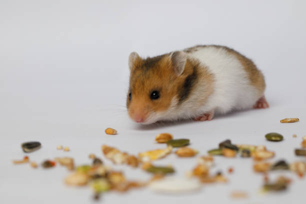 Adorable fluffy hamster sitting on a white background and nibbling a small piece of bread — perfect for pet care blogs, animal calendars, and educational or children’s content.