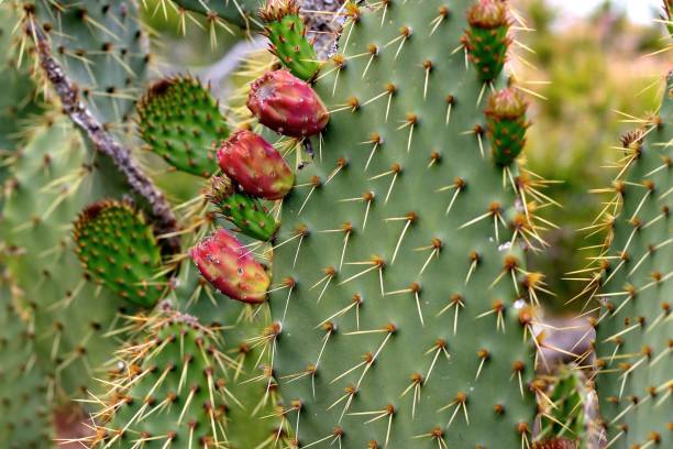istock Opuntia Ficus-indica 2192970253