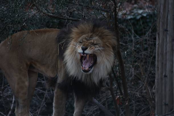 A lion roars with black background.