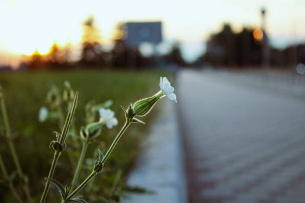 Beautiful white lily flower. Summer photo.