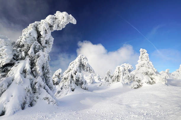 amazing nature - winter with snow covered trees in the mountains