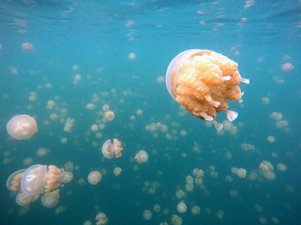 istock Jellyfish Lake Unterwater 2192971808