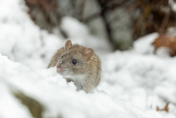 istock Cute brown rat (Rattus norvegicus), also known as the common rat. 2192972022