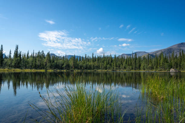 A tranquil lake surrounded by lush pine forests and distant mountains under a clear blue sky. The water reflects the serene landscape, creating a peaceful and natural scene.