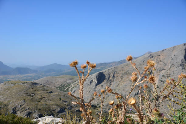 istock a spiky bush with mountains and blue sky in the background 2192973393