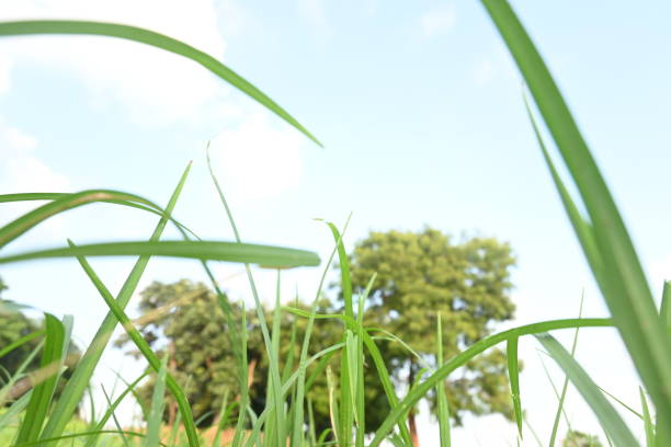 Eleusine coracana or Finger millet plants. It is called Ragi and madua in India and Kodo in Nepal. It  is an annual herbaceous plant. Its widely grown as a cereal crop in the in Africa and Asia.