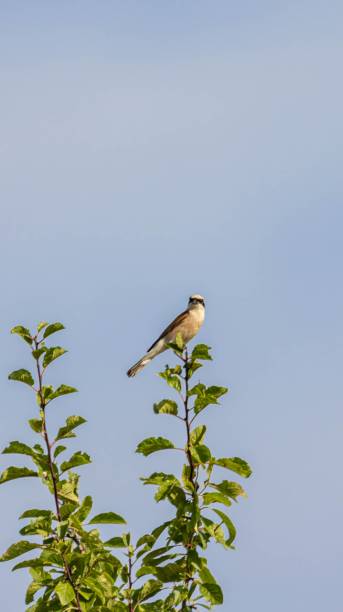 istock Bird perched on a branch against blue sky 2192973973