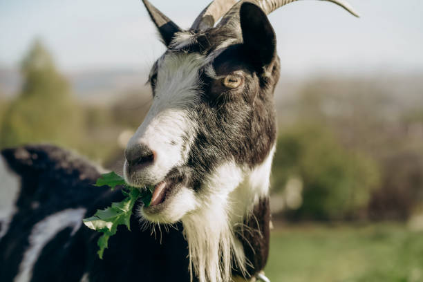 istock Close Up of a Goat Eating Fresh Greenery 2192974158