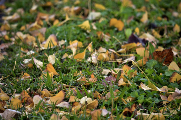 signs of winter in the garden with fallen maple leaves