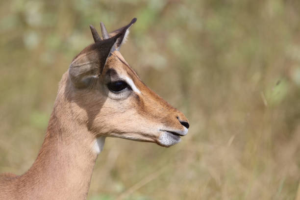 Steenbok at sunrise.