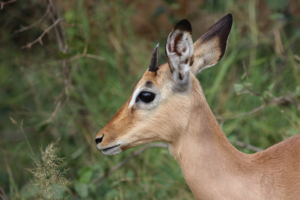 istock Schwarzfersenantilope / Impala / Aepyceros melampus 2192974552