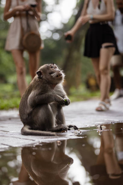 istock Monkey is looking up on the street. 2192974834